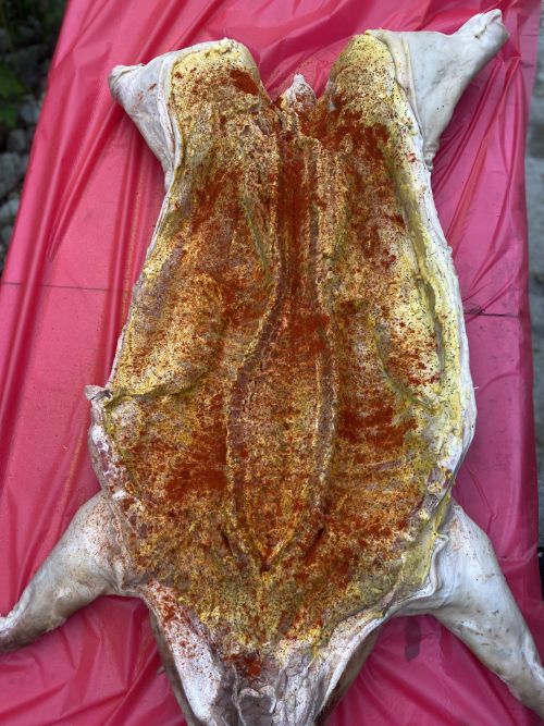 Raw whole hog seasoned before smoke on table